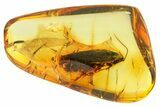 Detailed Fossil Cockroach (Blattodea) Adult In Baltic Amber - Rare! #357901-1